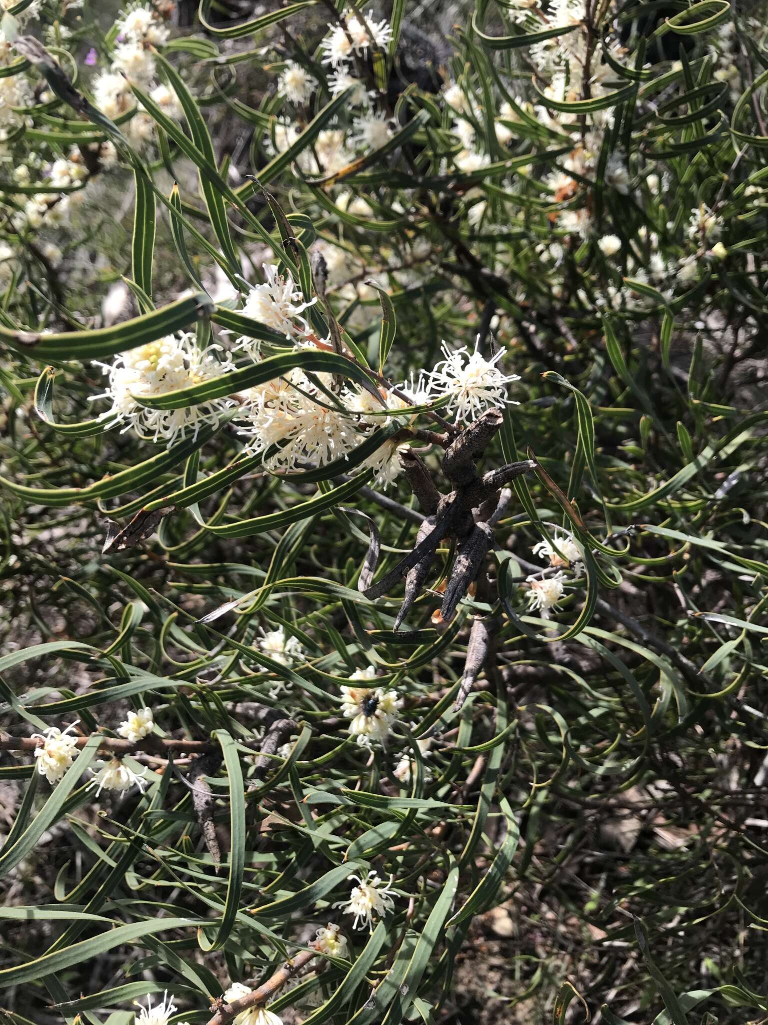 Plancia ëd Hakea stenocarpa R. Br.