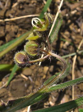 Image of Asclepias bicuspis N. E. Br.