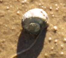 Image of Amphibolinae Gray 1840