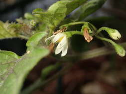 Image of hoe nightshade
