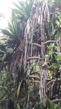 Imagem de Pandanus dubius Spreng.