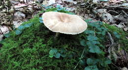 Image de Lactarius subplinthogalus Coker 1918