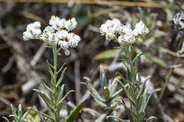 Слика од Anaphalis margaritacea (L.) Benth.