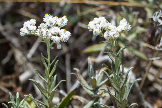 Imagem de Anaphalis margaritacea (L.) Benth.