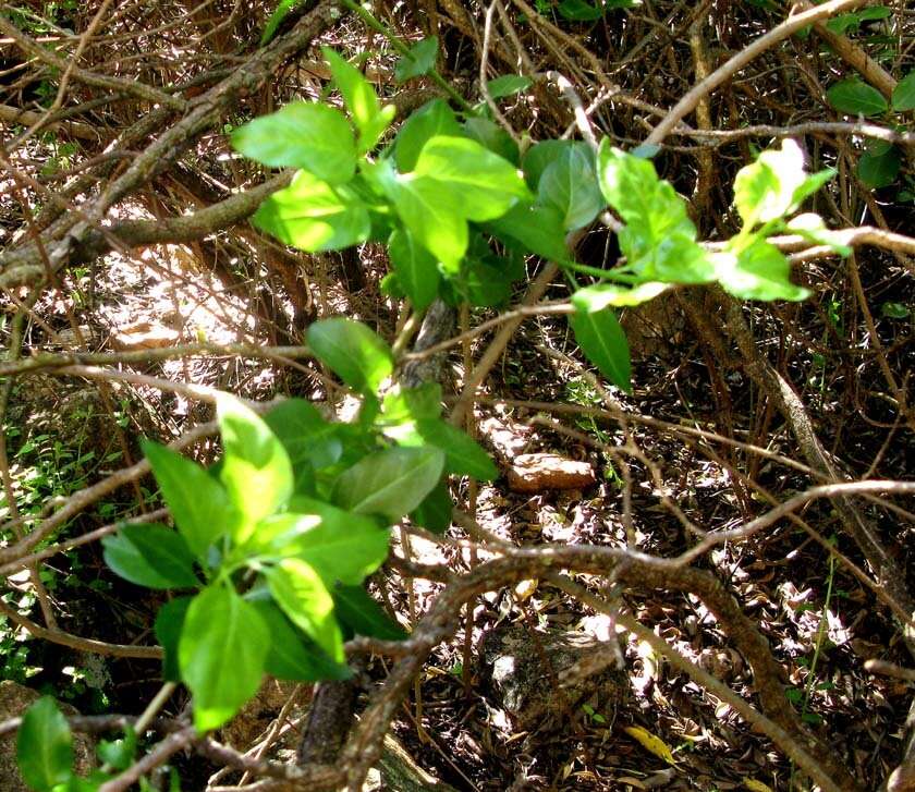 Image of Solanum guineense