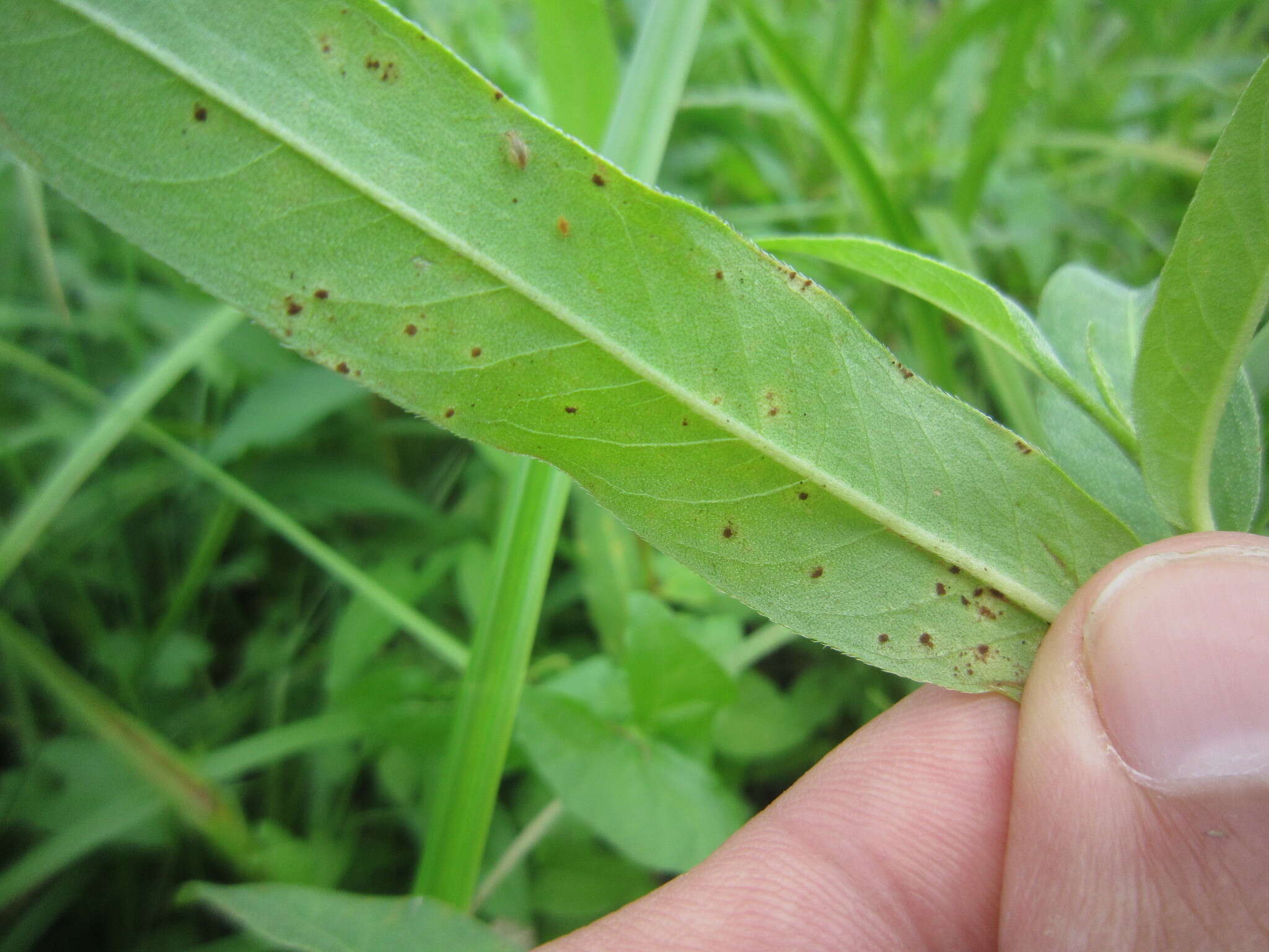 Image of Puccinia polygoni-amphibii Pers. 1801