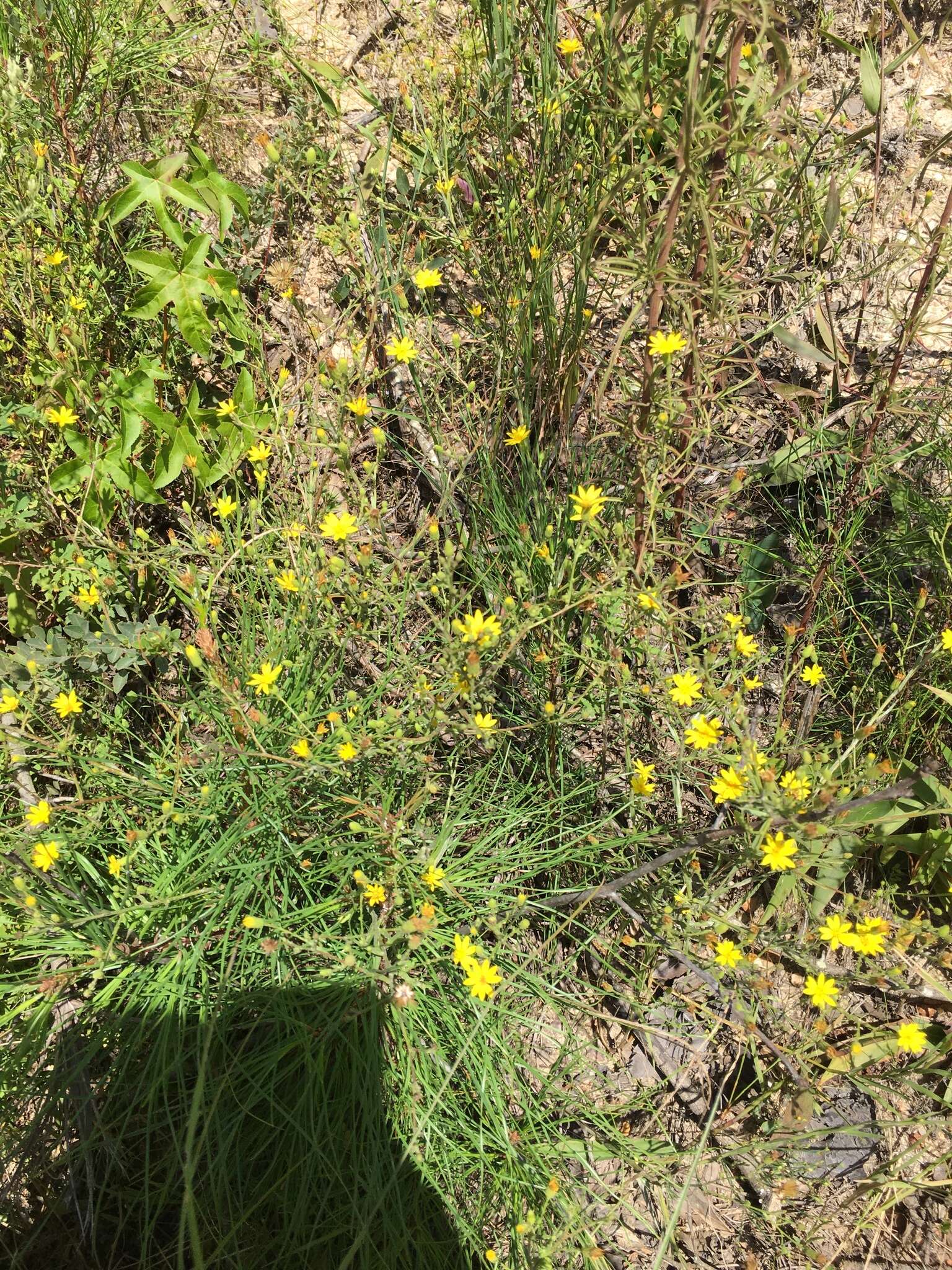 Pityopsis aspera var. adenolepis (Fern.) J. C. Semple & F. D. Bowers resmi