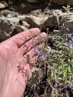 Image of White Mountain false pennyroyal