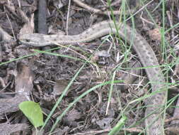 Image of Thamnophis elegans vagrans (Baird & Girard 1853)