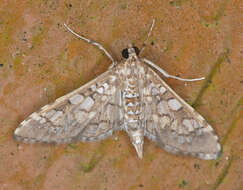 Image of Assembly Moth