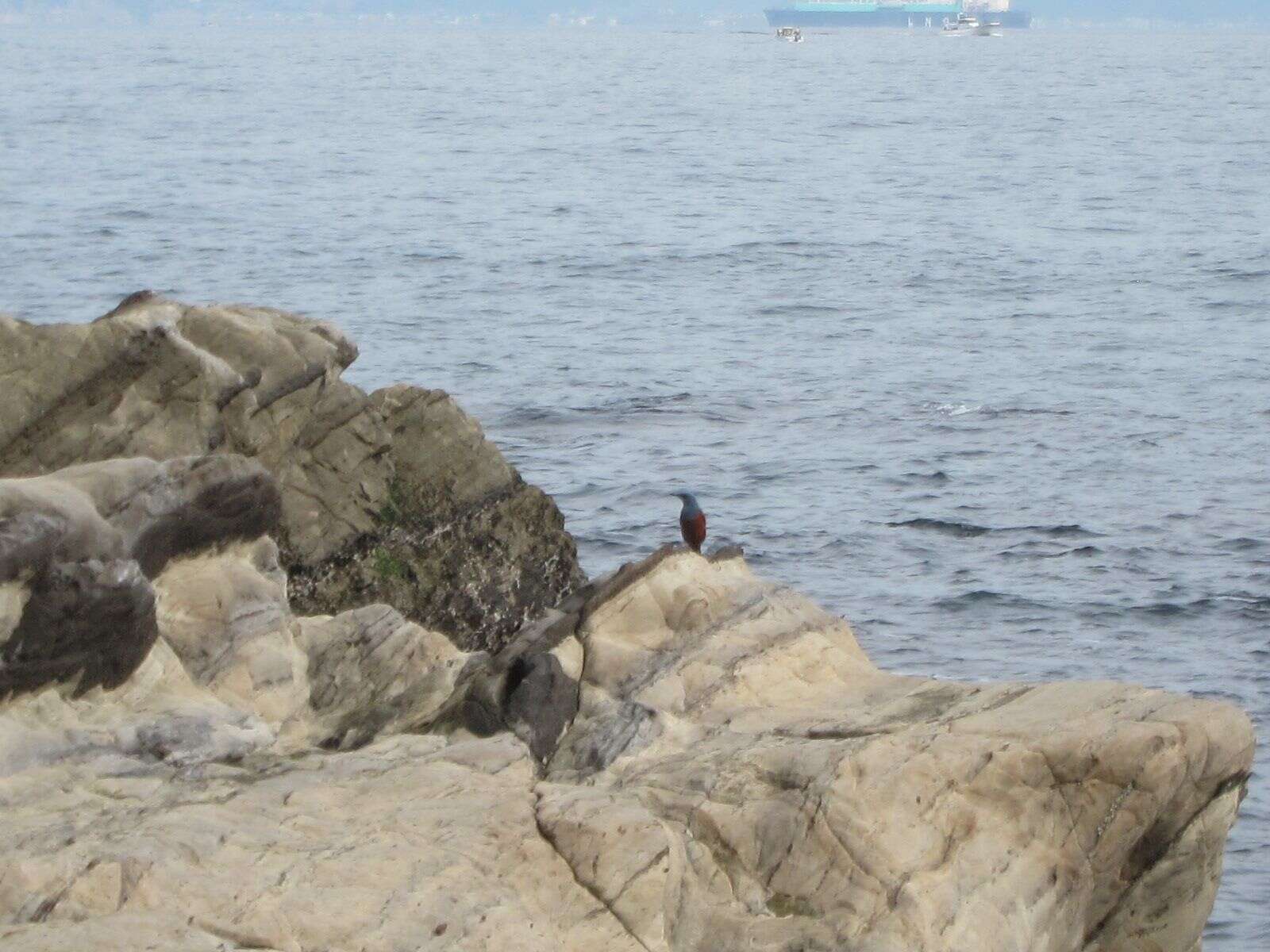 Image of Blue Rock Thrush