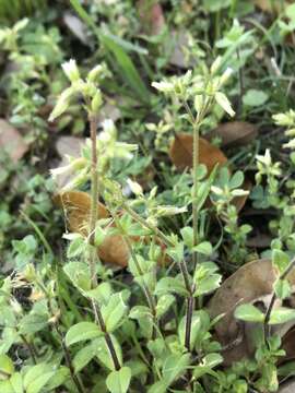 Image of sticky chickweed