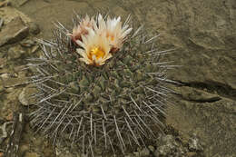 Image of Thelocactus rinconensis subsp. rinconensis