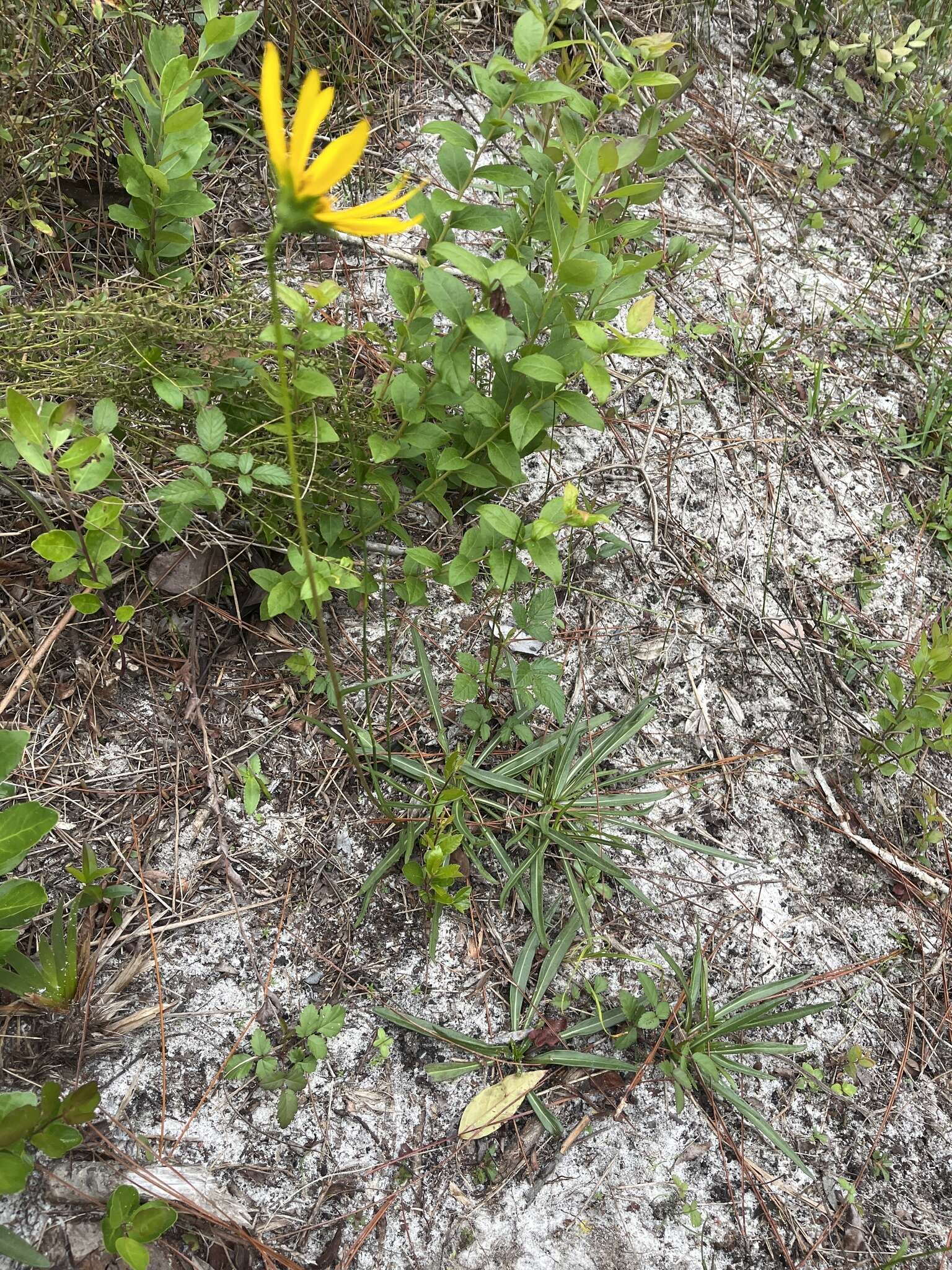 Sivun Helianthus carnosus Small kuva