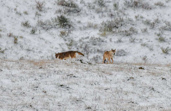 Plancia ëd Canis lupus filchneri (Matschie 1907)