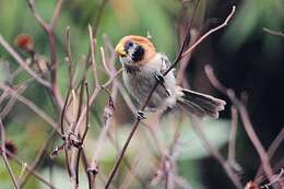 Image of Spot-breasted Parrotbill