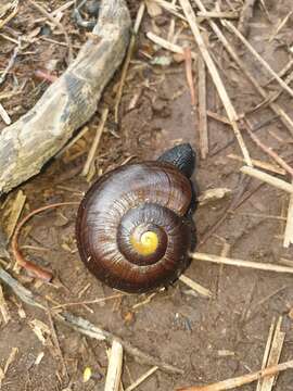 Image of Powelliphanta marchanti (Powell 1932)