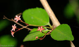 Image of Gymnosporia rubra (Harv.) Loes.