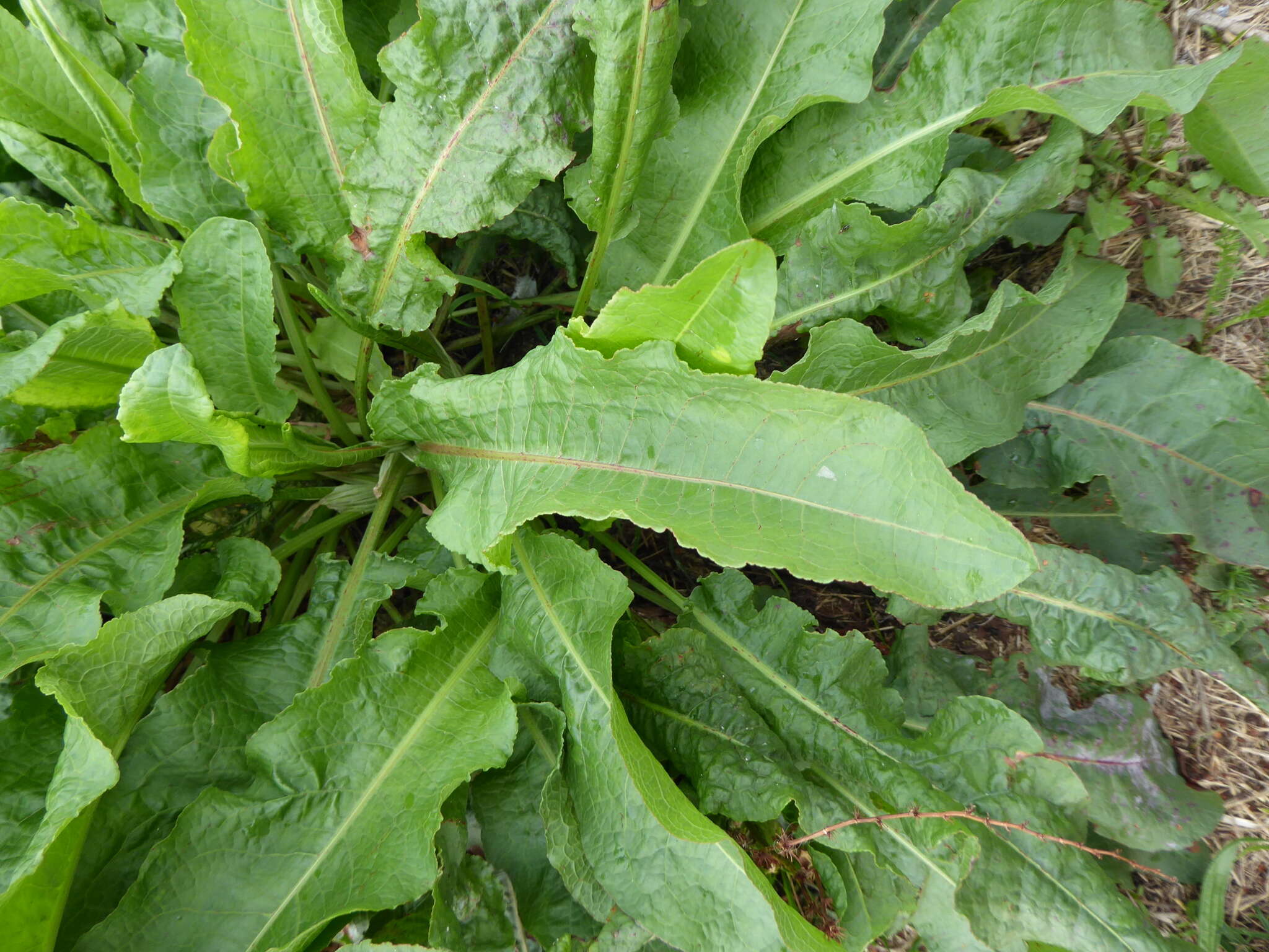 Rumex acutus L.的圖片