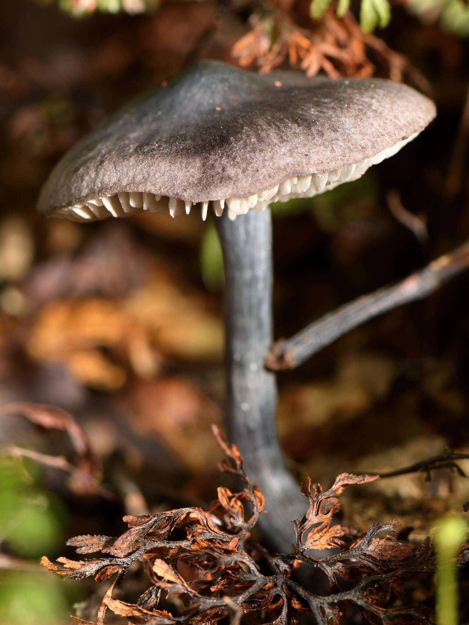 Image of Entocybe haastii (G. Stev.) Largent 2014