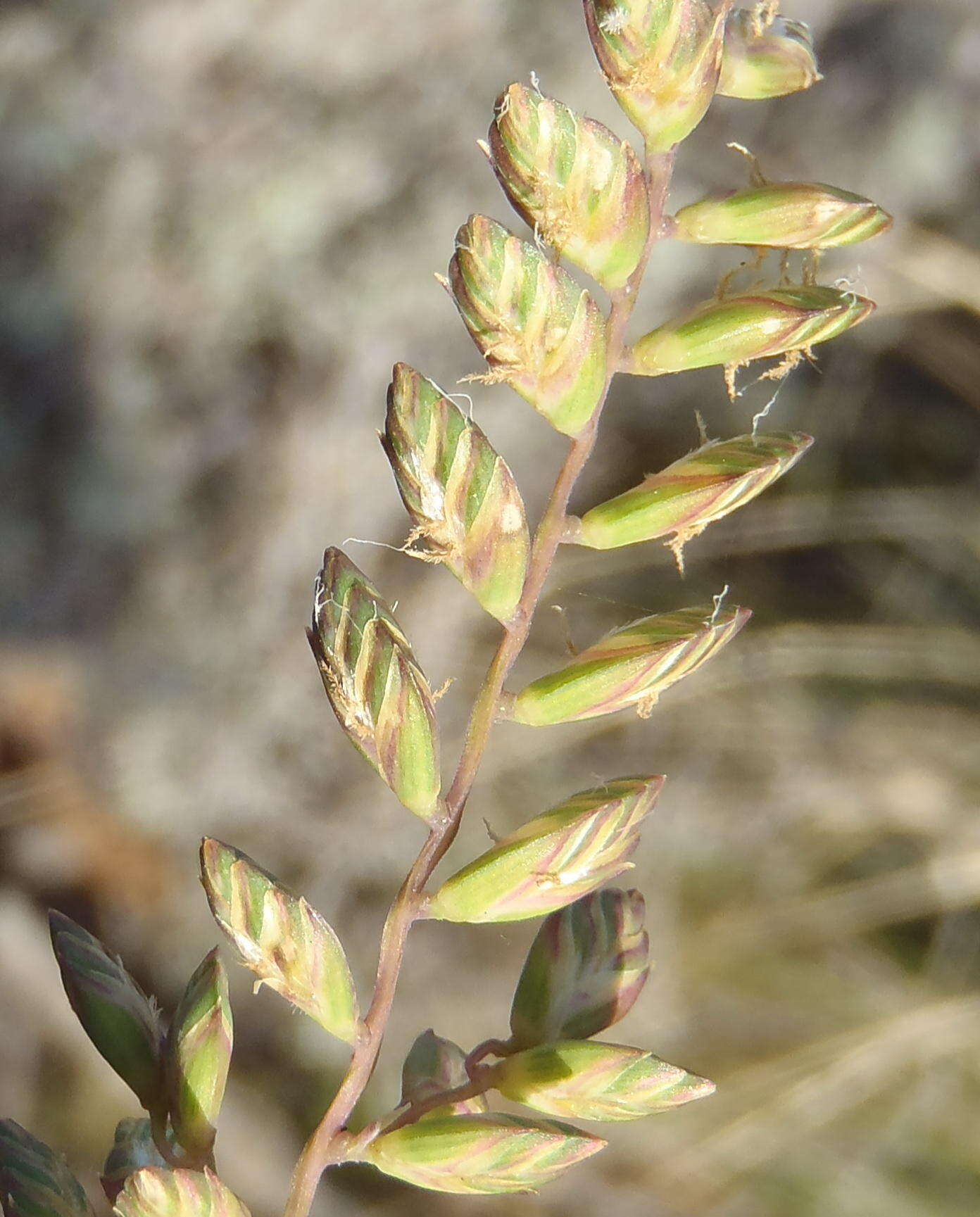 Image of Tribolium uniolae (L. fil.) Renvoize