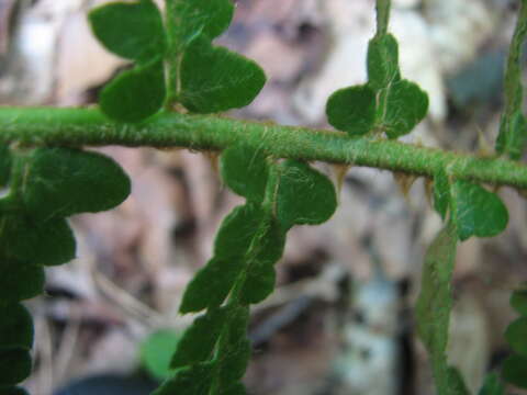 Image of hollyfern