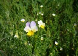 Слика од Viola hymettia Boiss. & Heldr.