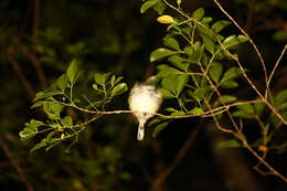 Image of Fan-tailed Gerygone