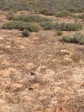 Image of Burchell's Courser