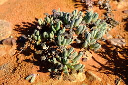 صورة Cephalophyllum pulchellum L. Bol.