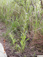 Image of Myosotis afropalustris C. H. Wright