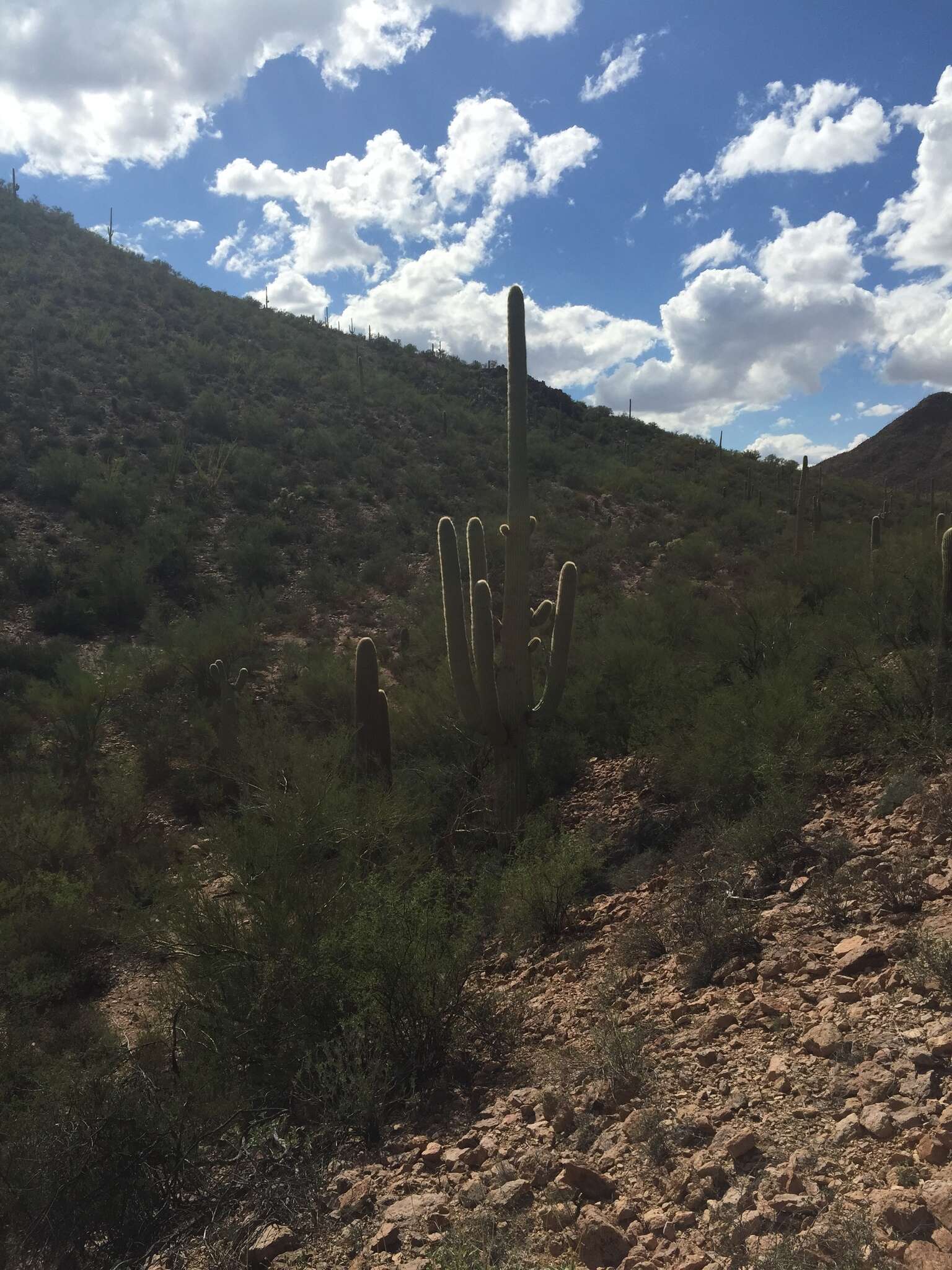 Image of saguaro