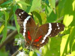 Image of Banded Peacock