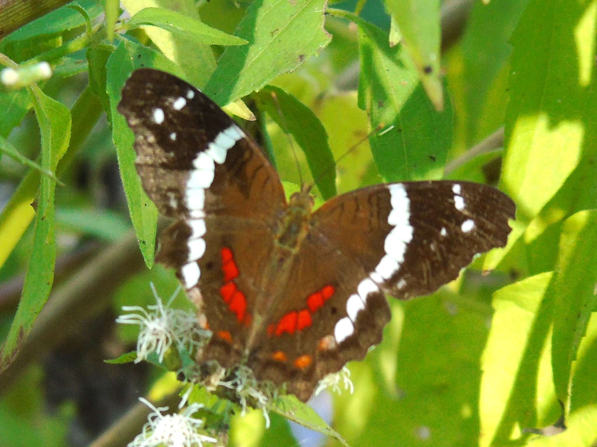 Image of Banded Peacock