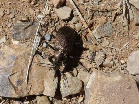 Imagem de Calosoma (Caminara) imbricatum Klug 1832