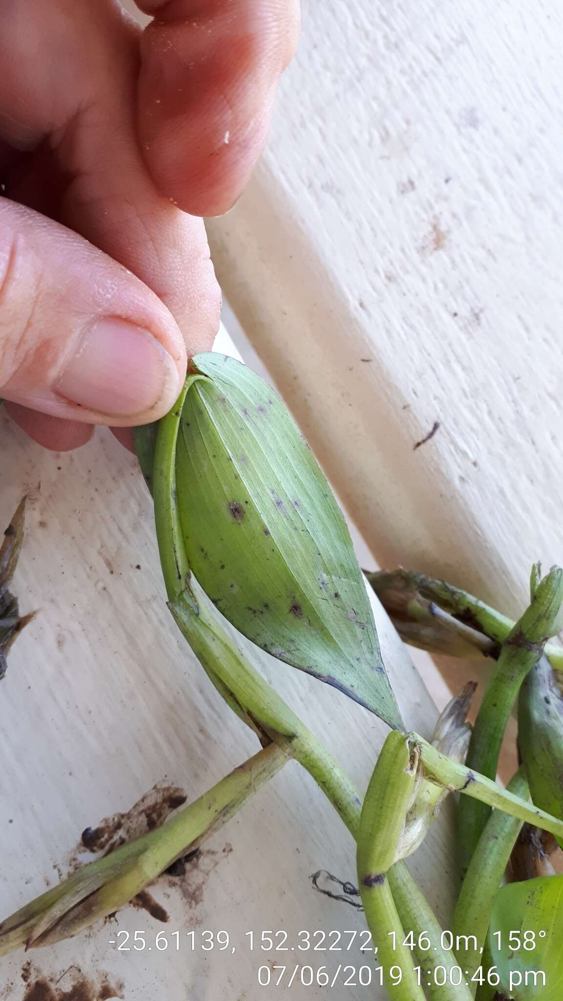 Image of <i>Pontederia cyanea</i>