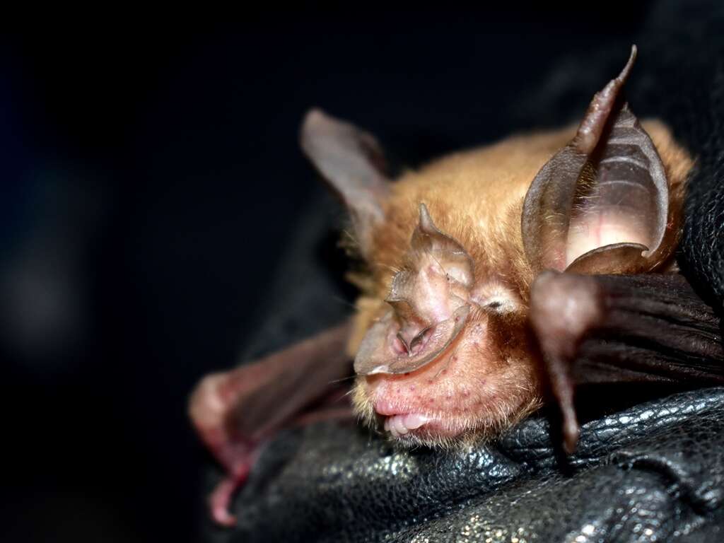 Image of Chinese Horseshoe Bat