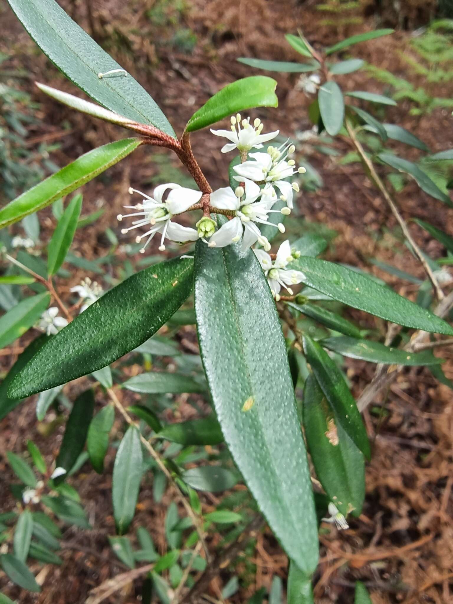 Image of Nematolepis squamea subsp. squamea