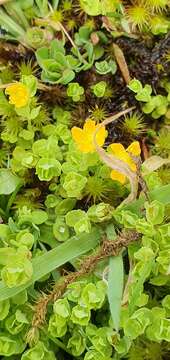 Image de Hypericum japonicum subsp. japonicum