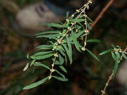 Image of Pimelea axiflora subsp. axiflora