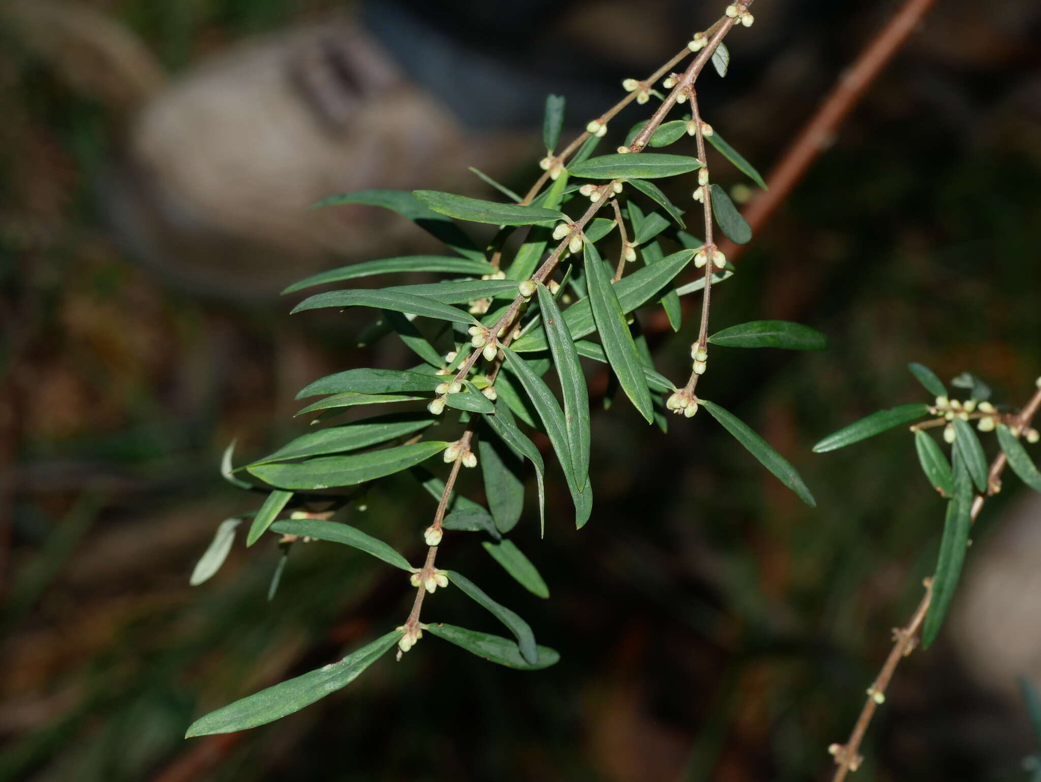 Image of Pimelea axiflora subsp. axiflora