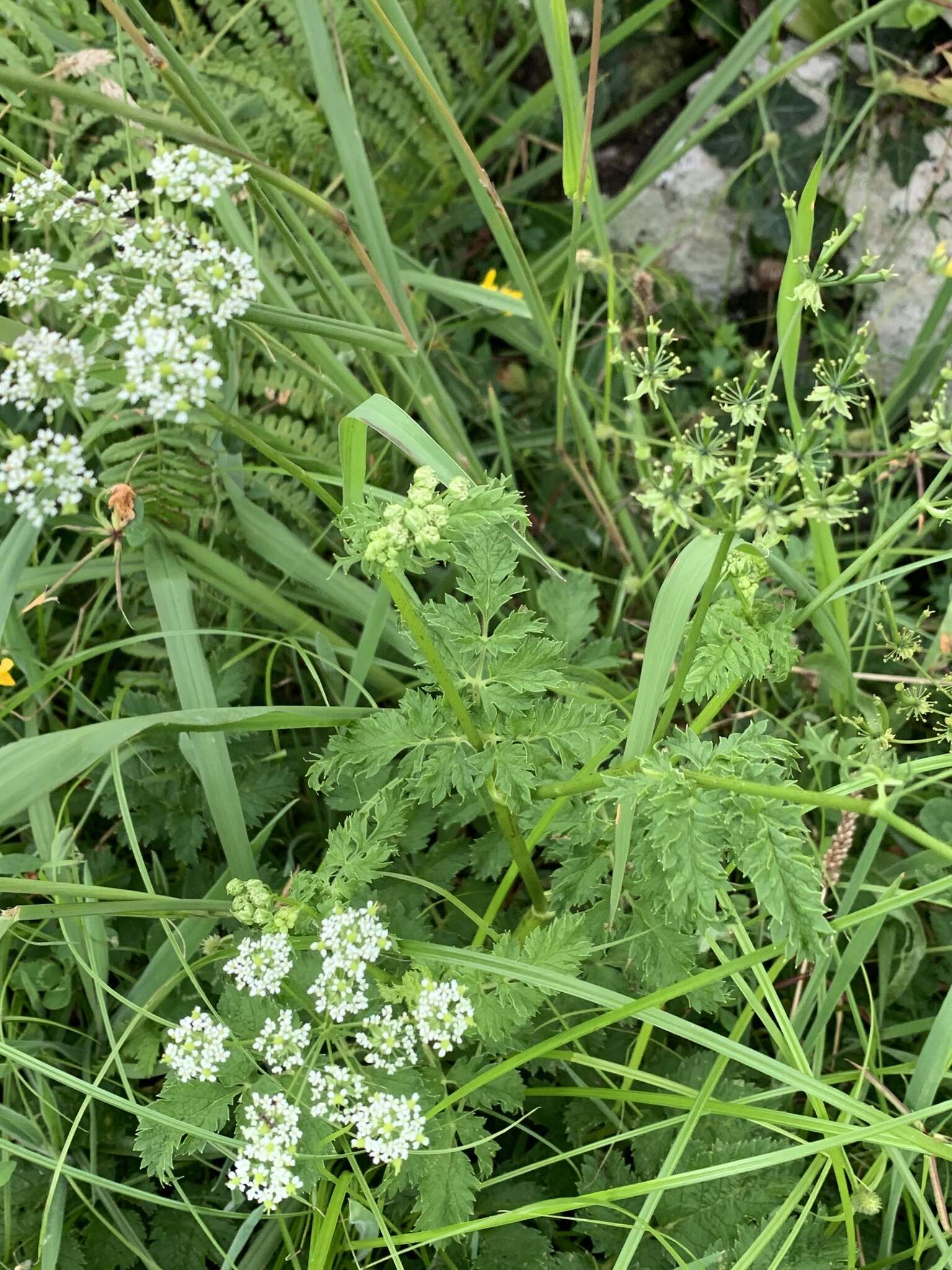 Imagem de Chaerophyllum azoricum Trelease