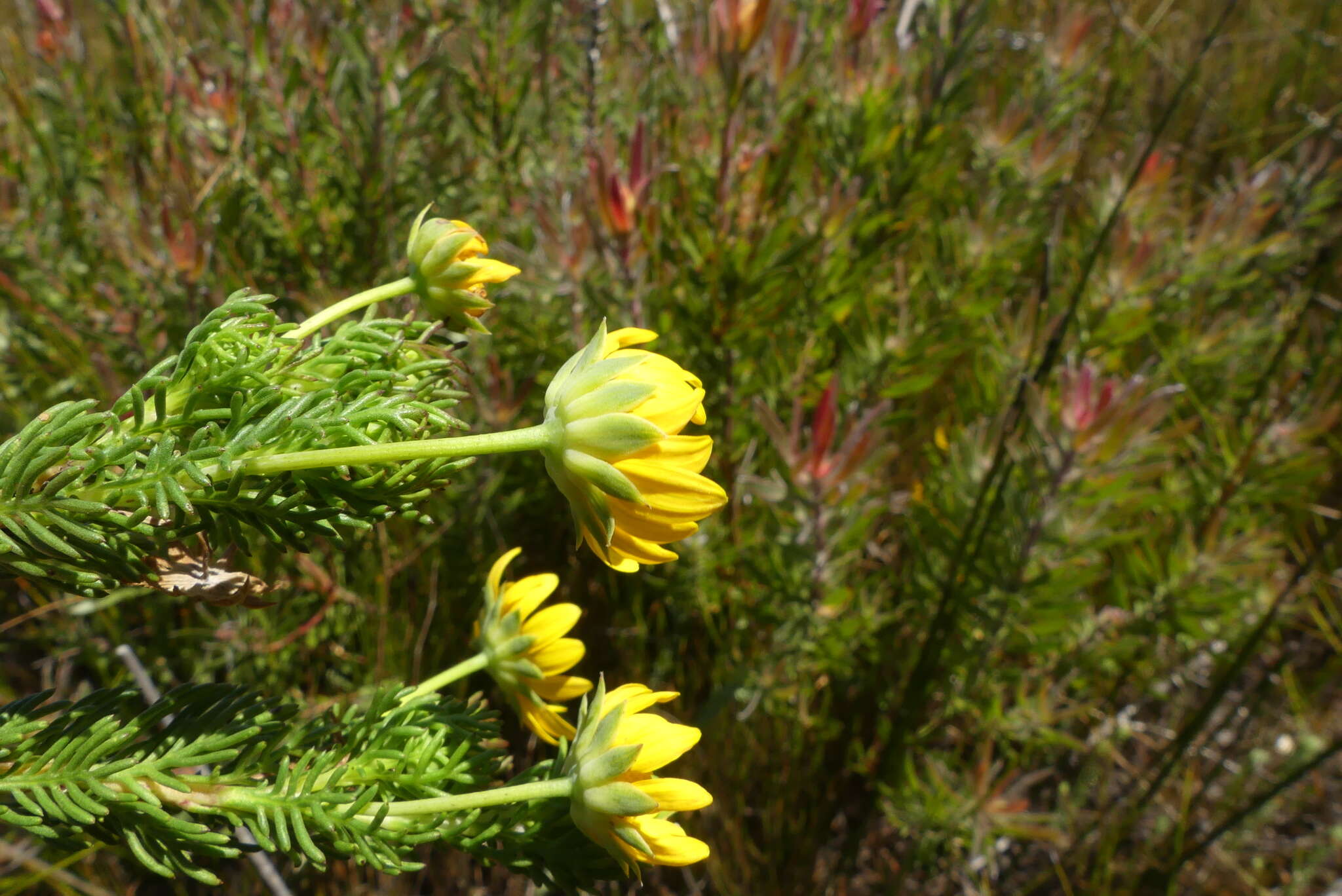 Image of Euryops pinnatipartitus (DC.) B. Nordenst.