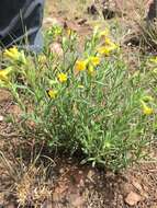 صورة Lithospermum multiflorum S. Wats.