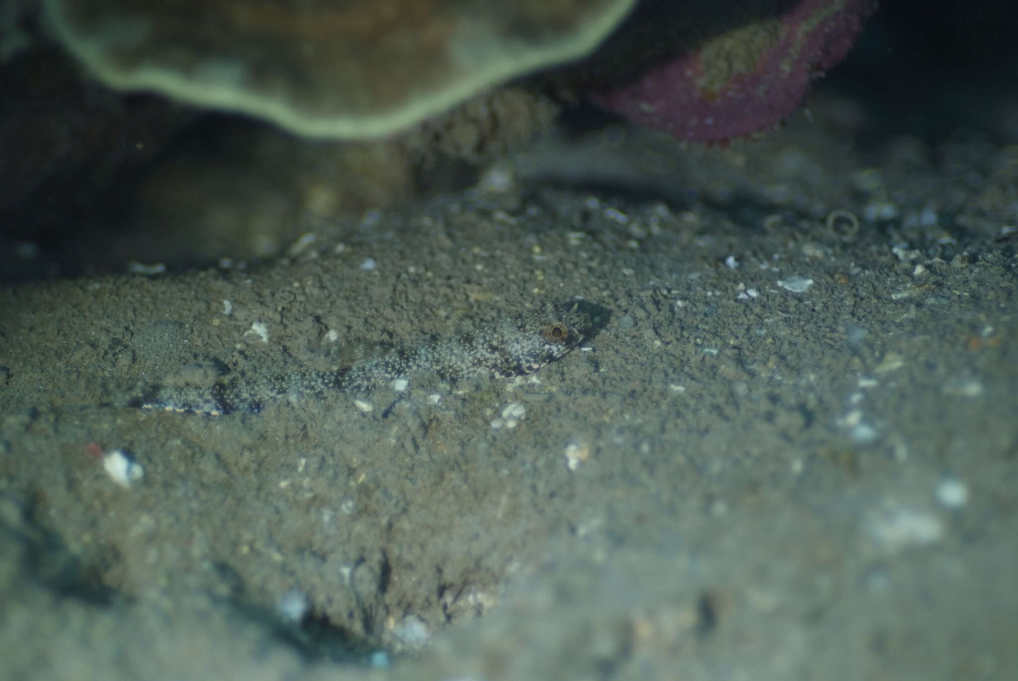 Image of Gracile lizardfish