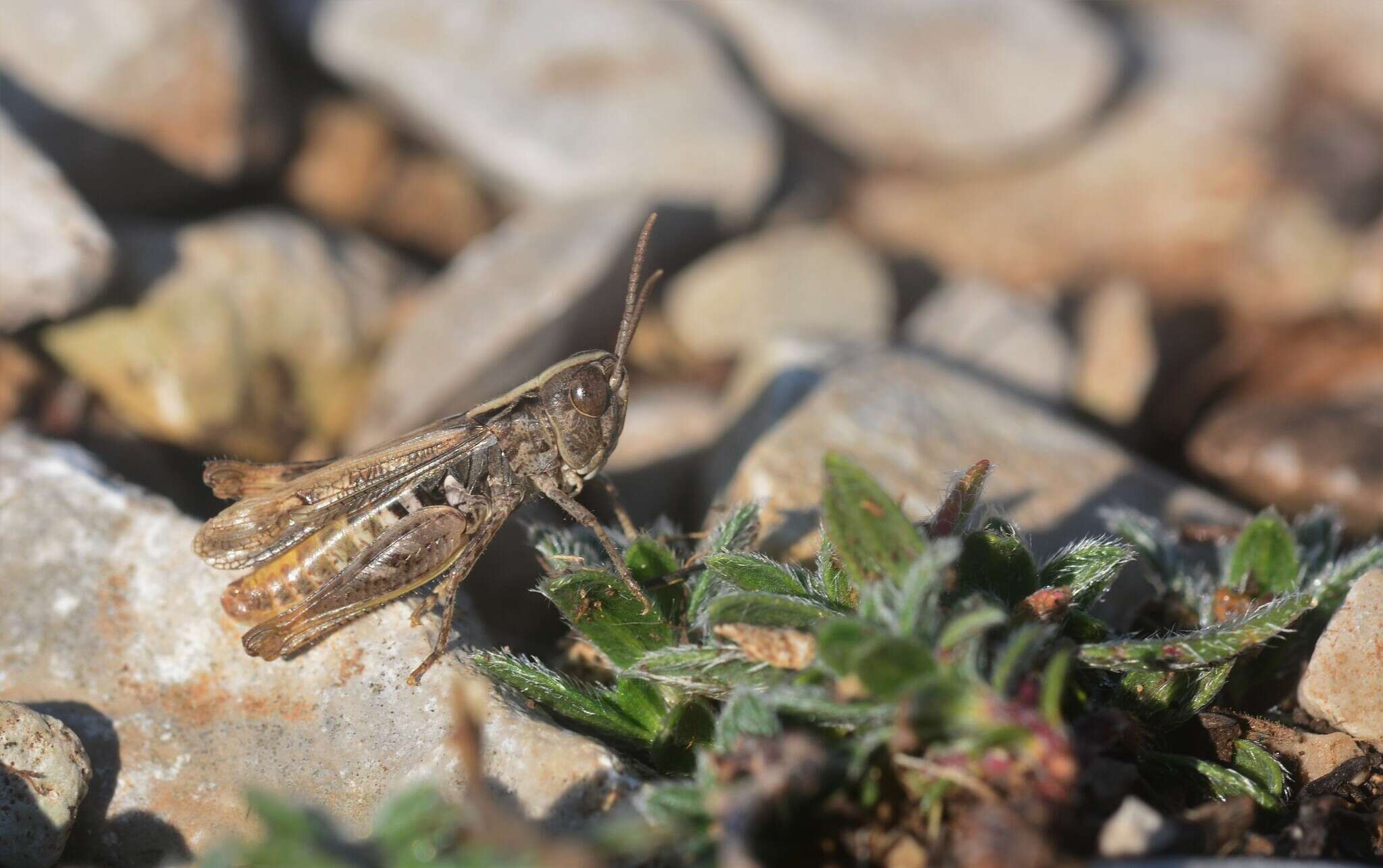 Image of Omocestus (Omocestus) petraeus (Brisout de Barneville 1856)