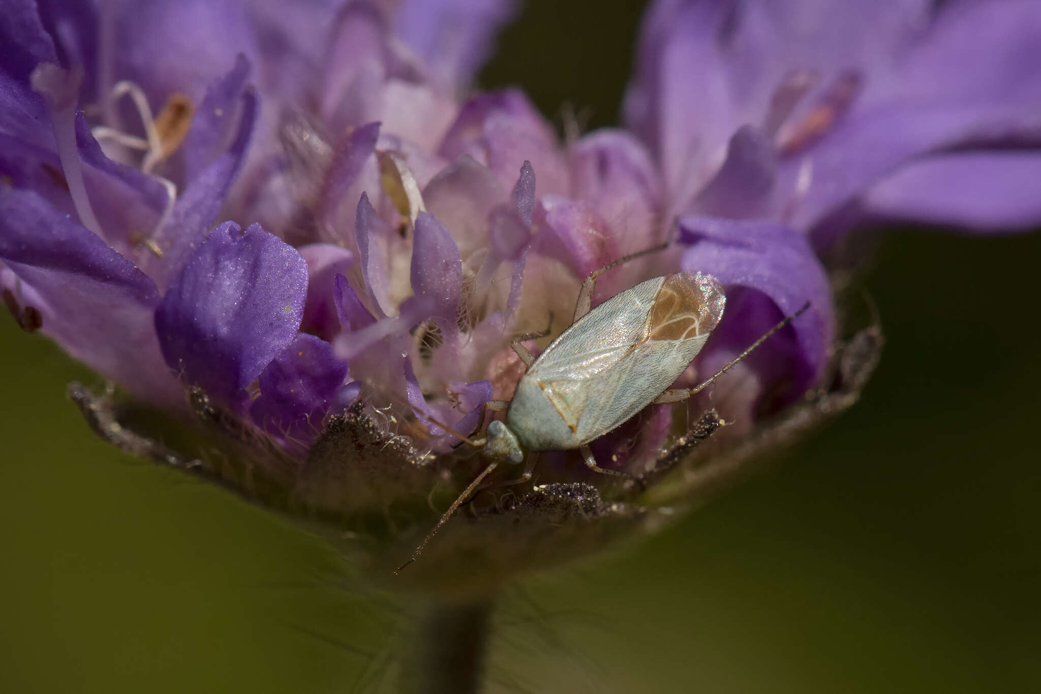 Sivun Placochilus kuva