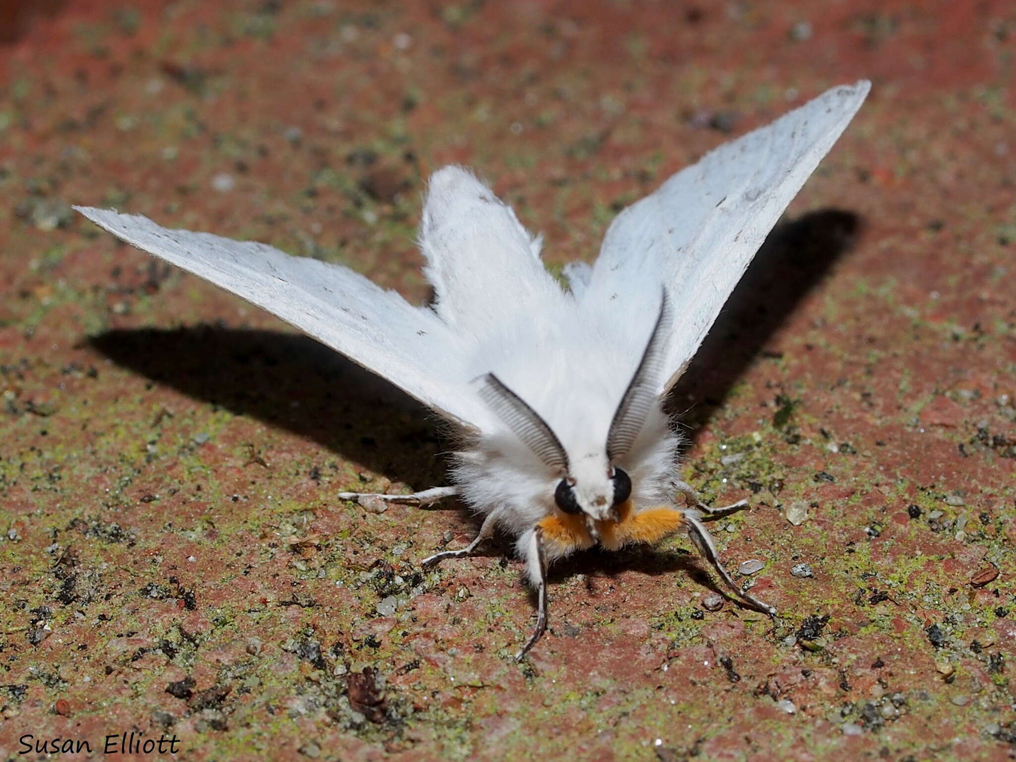 Image of Agreeable Tiger Moth