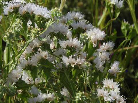 Image of Limonium thouinii (Viv.) O. Kuntze