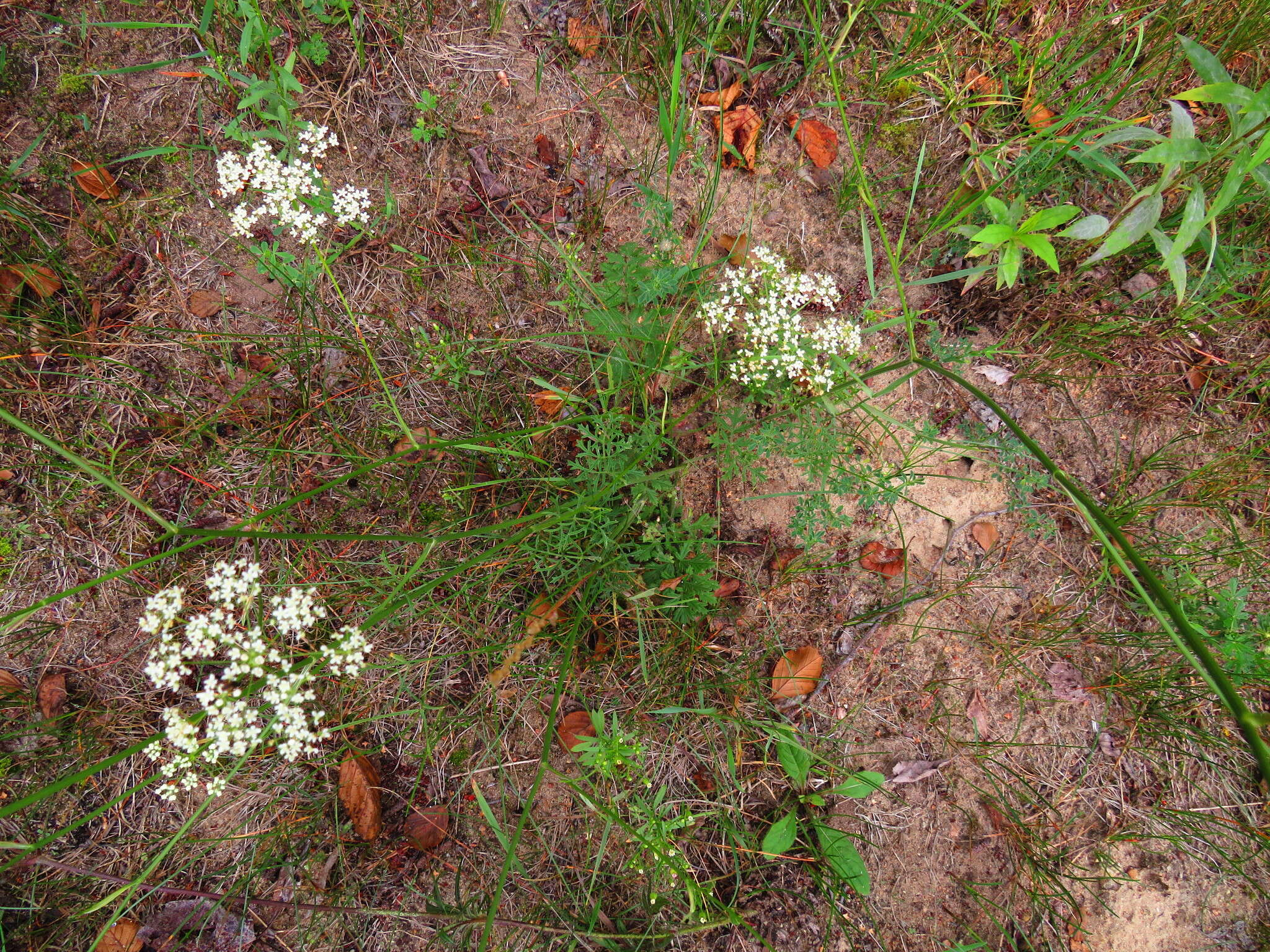 Imagem de Oreoselinum